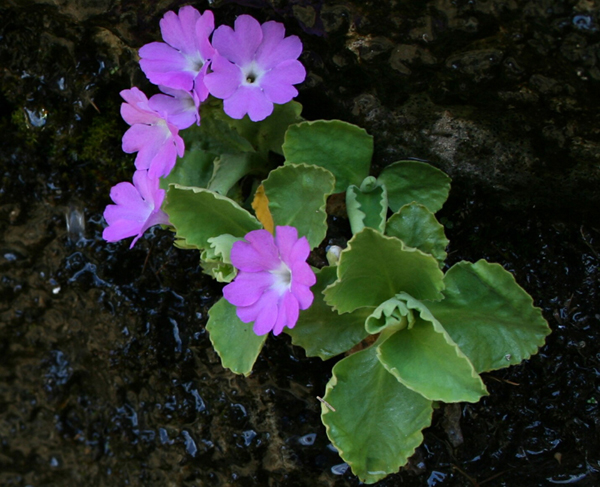 primula hirsuta: conferme?